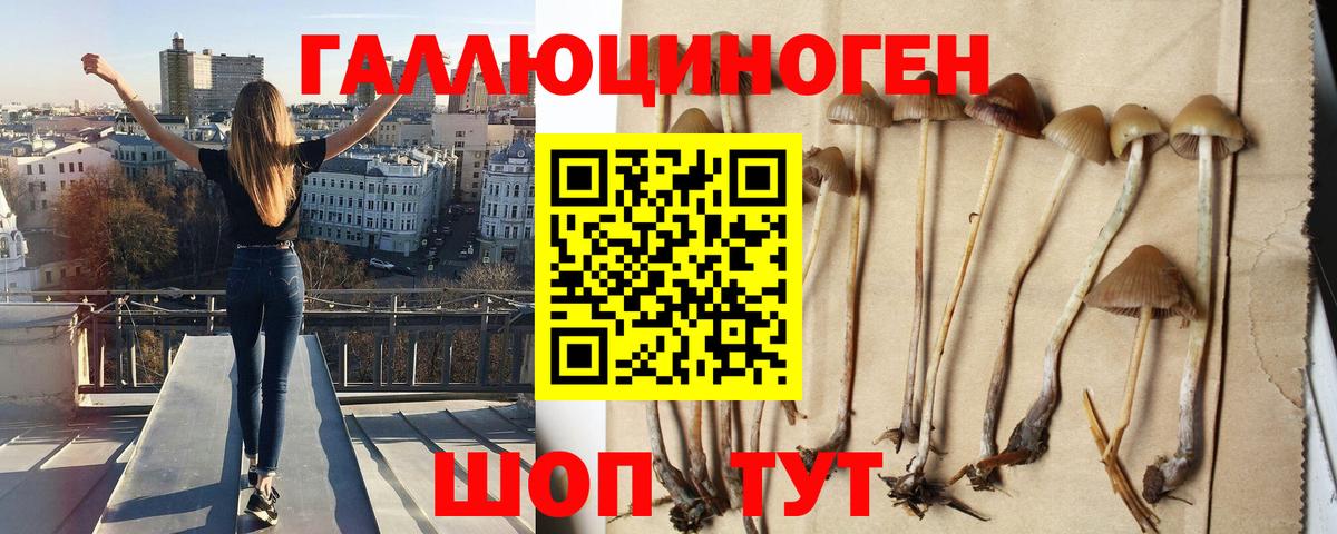 Псилоцибиновые грибы Psilocybe  Вход с VPN  Усинск 